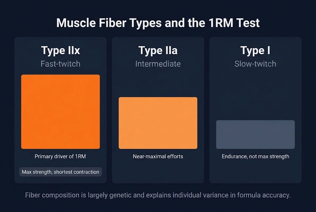 Diagram comparing the three muscle fiber types and their contribution to a 1RM test: Type IIx fast-twitch fibers as the primary contributor to maximal strength, Type IIa as a secondary contributor to near-maximal efforts, and Type I slow-twitch fibers contributing mainly to endurance.