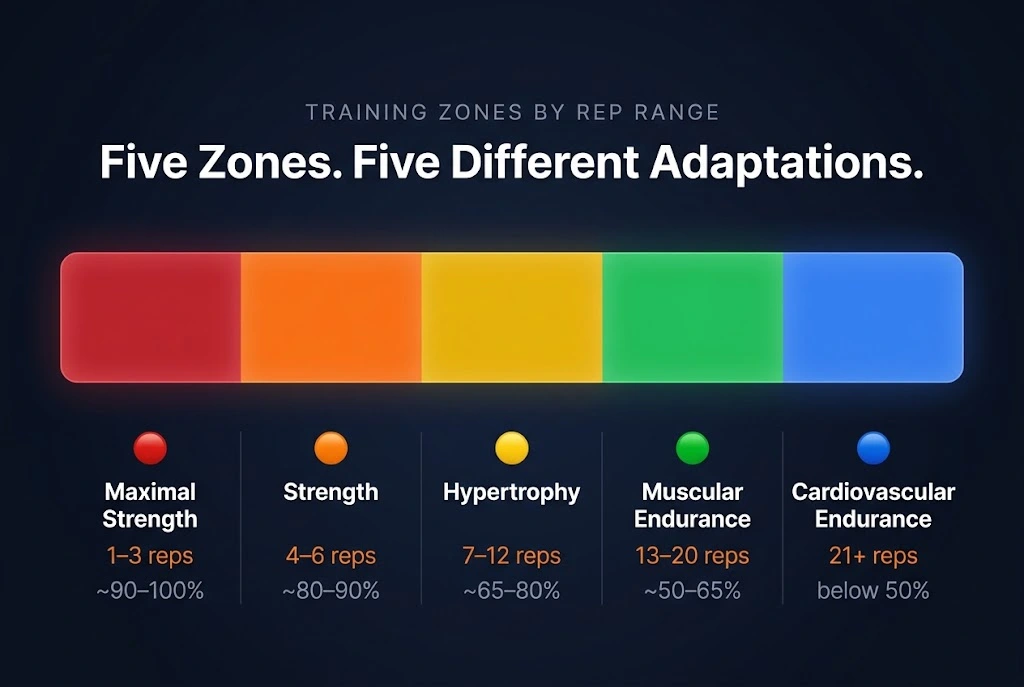 Training zones by rep range: Maximal Strength at 1 to 3 reps through Cardiovascular Endurance at 21 or more reps, shown as a horizontal colour spectrum from red to blue. Image title: Training Zones by Rep Range
