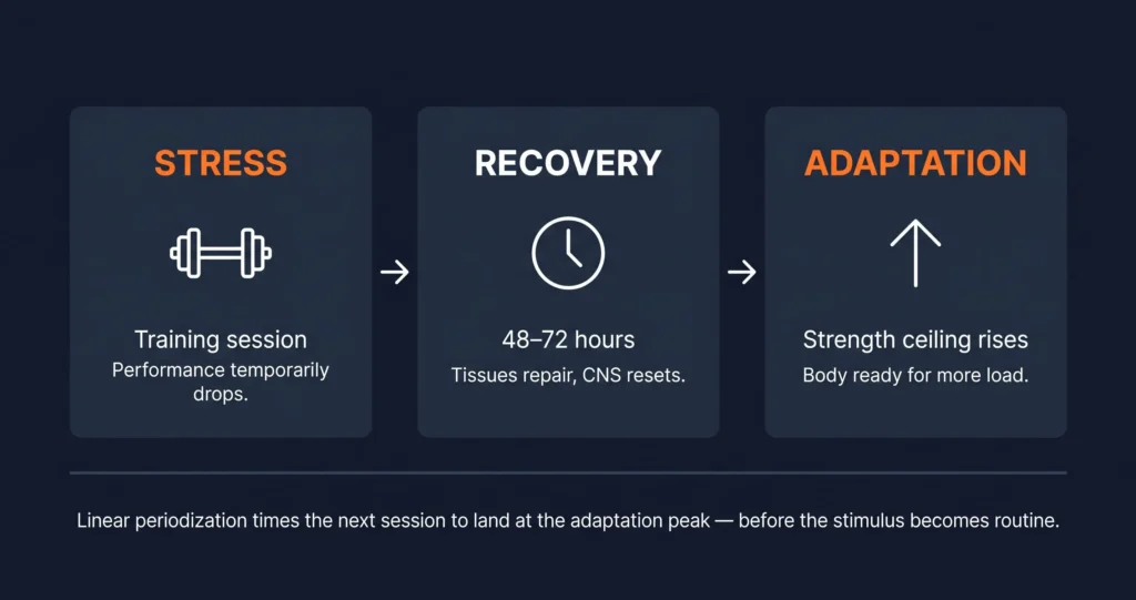 stress recovery adaptation cycle diagram for strength training